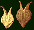 Bat's Head Root