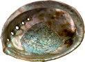 Abalone shells for Cerimonial Smudging.